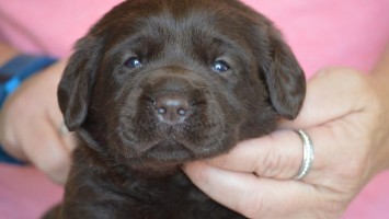 7 weeks young Chocolate Labrador Retriever